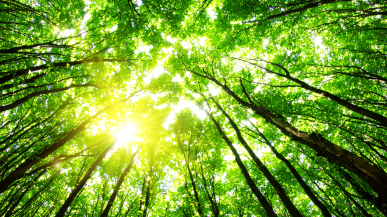 Sunlit canopy of tall green trees from below, with bright sunlight filtering through vibrant leaves and branches creating a glowing, dappled forest scene