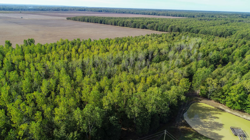 Aerial view of a dense green forest with a small muddy pond at the bottom right, surrounding fields in the distance and a narrow tree line horizon.