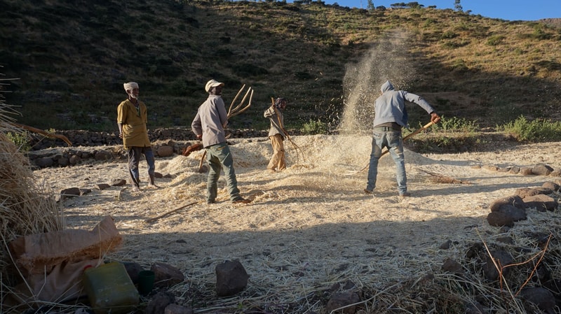 Groups of workers in a dry, rocky field threshing grain, dust and straw fly as two men swing tools; hillside backdrop and scattered rocks frame the scene.