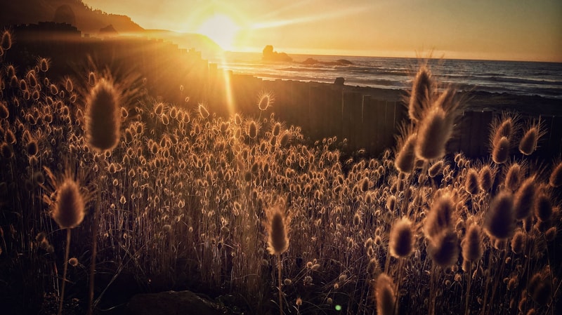 Golden sunset over the sea casts warm light across spiky dry plants in a coastal field, with a wooden barrier and rocky shoreline silhouetted by the glow.