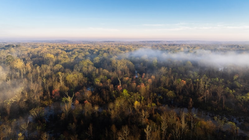 Aerial view of a dense autumn forest with mist drifting through treetops, soft morning light, and a distant horizon under a clear blue sky.