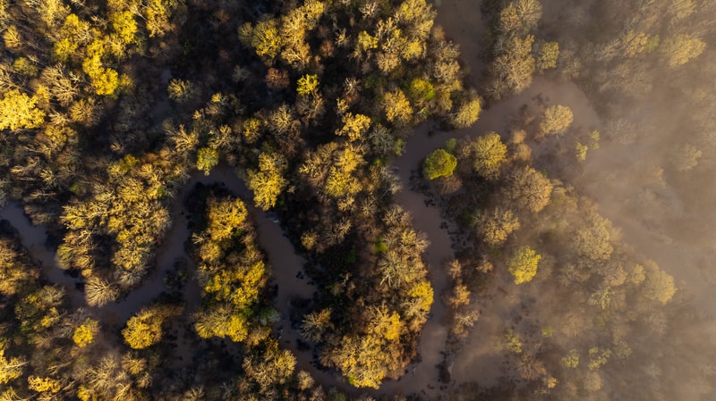 Aerial view of a forest with dense trees in fall colors, winding dirt paths or river channels, and a hazy mist rising on the right side of the image.