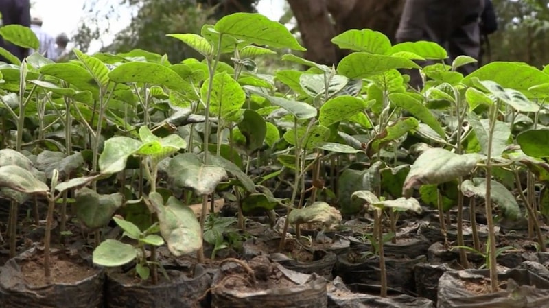 Small green seedlings sprouting from dark seedling bags on soil, early growth with thin stems and oval leaves in a garden bed or nursery.