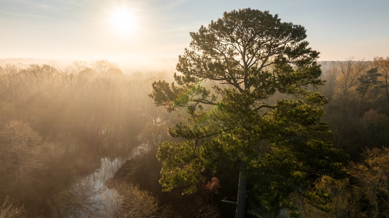 Sunlit autumn forest scene with a tall pine in the foreground, misty trees in the background, and warm sun rays creating a hazy, tranquil atmosphere.
