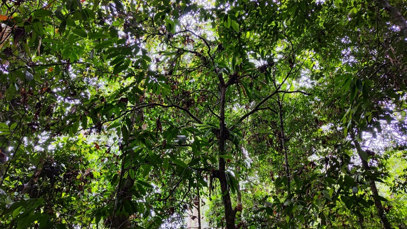 Sabah rainforest 3