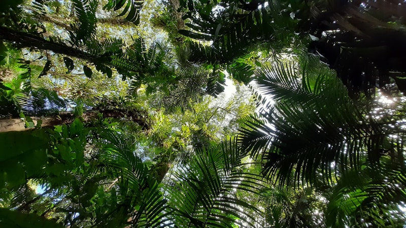 Dense tropical canopy with overlapping green palm fronds and sunlight filtering through gaps, creating a dappled light pattern among forest foliage.