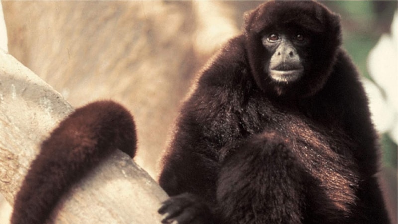 Young black gibbon with dark fur sitting on rocks, looking toward camera with light facial features and a calm expression.