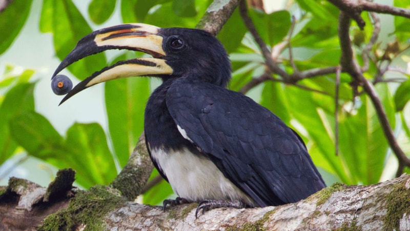Large black pied hornbill perched on a mossy tree branch, long curved beak with yellow and black markings, holding a small round object in its bill.