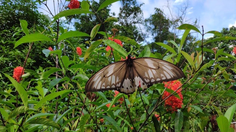 A large butterfly with pale brown wings and white spots rests on green leaves amid red cluster flowers in a sunny garden.