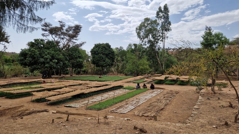 A rural outdoor nursery with long rectangular trays of young green plants laid on the dry ground, several people tending the rows among trees and shrubbery.