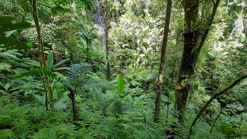 lush tropical jungle with dense green foliage, tall trees, ferns, and a small waterfall peeking through the vegetation in the background