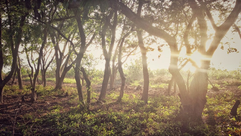 Sunlit forest with slender trees bending and dappled light streaming through branches, warm glow and soft haze across a green undergrowth and earthy ground.