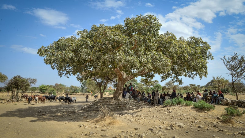 People gather under a large leafy tree with a stone step seating area in a dry, rural landscape; a herd of goats or sheep stands nearby, blue sky overhead.