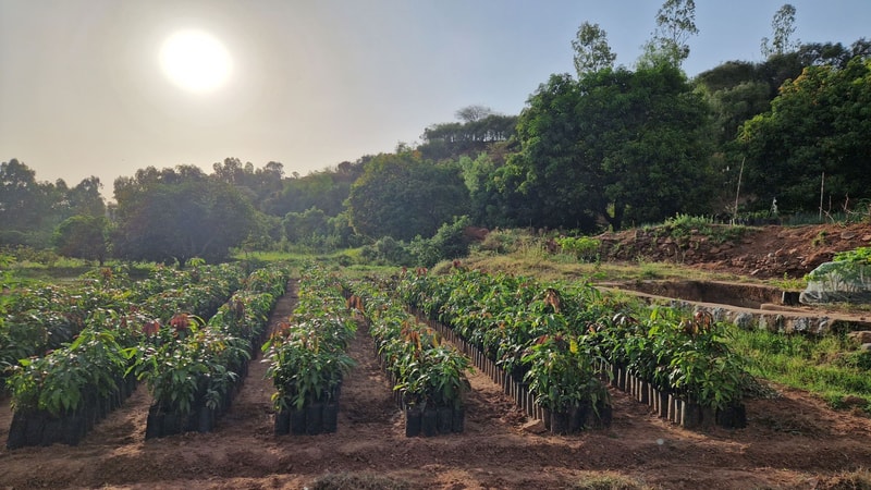 Rows of potted plants in a field, with a sunlit sky and green trees in the background; organized planting beds and small embankments on the right.