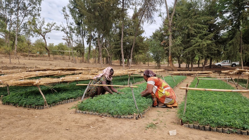 Two people kneel at low green plant beds in a rural garden, tending seedlings under simple bamboo and thatch fences, with trees and a white pickup in the background.