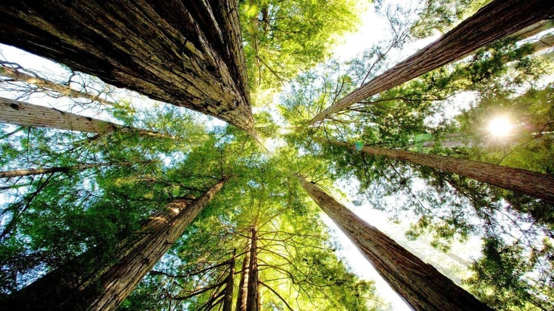 Tall trees reach upward with green canopies forming a circle, sunlight filtering through, rough trunks converging toward the sky in a forest.