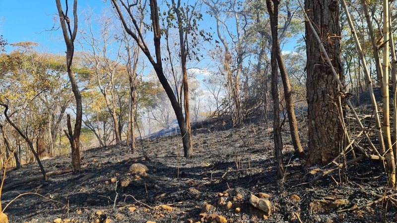 Charred woodland landscape with blackened ground, burnt tree trunks, scattered rocks, and thin smoke wisps rising among scorched undergrowth under a clear blue sky.