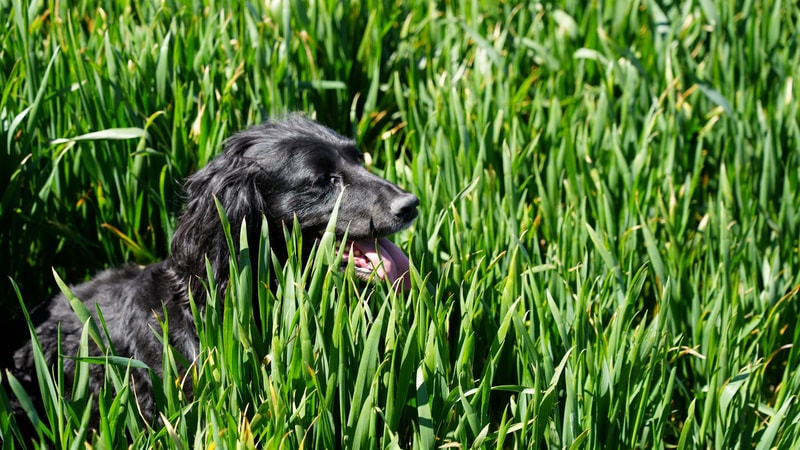 Black dog resting in tall green grass with its head visible and tongue slightly out.