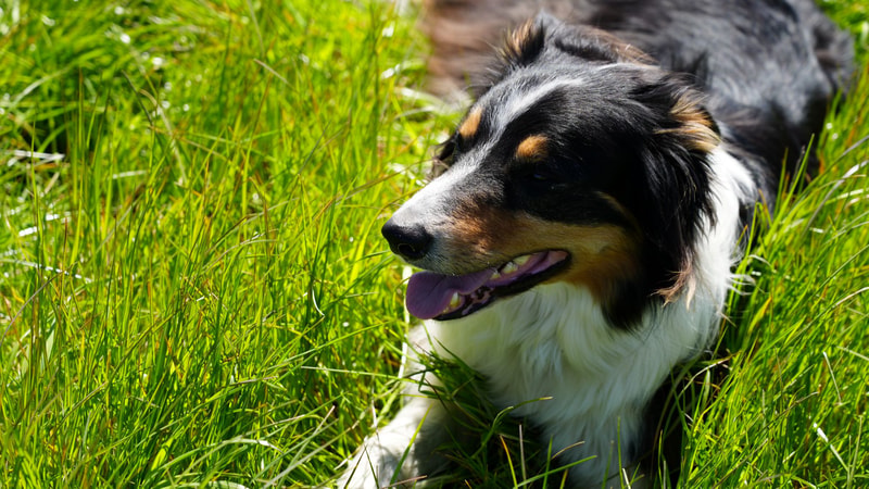 A tricolor Australian Shepherd lying in tall green grass with its mouth open and tongue out, looking to the left, sunny outdoor scene.