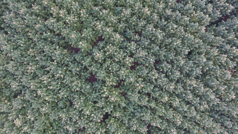 Dense aerial view of a evergreen forest with uniform rows of conifer trees, green foliage, and small light-colored tops, forming a textured canopy.