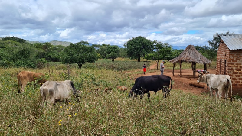Ecopreneur Movement Miombo Zambia Zambian cattle grazing near huts