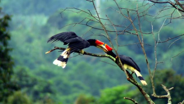 Hornbill Sabah