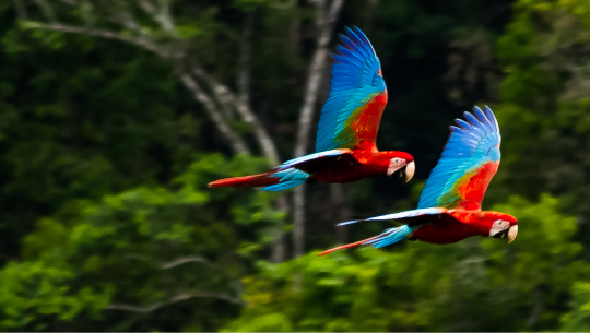 Two vibrant macaws in flight with bright blue, red, and green feathers over a green forest background.