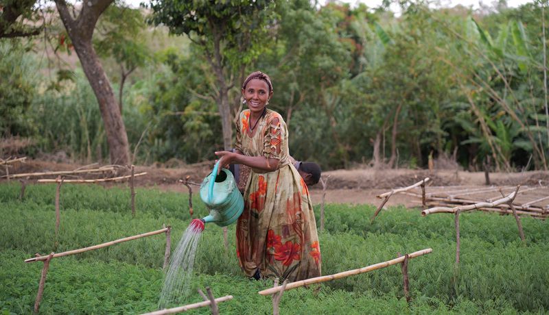 A woman in a patterned dress waters a green crop field with a turquoise watering can, standing among low wooden stakes and lush trees in the background.