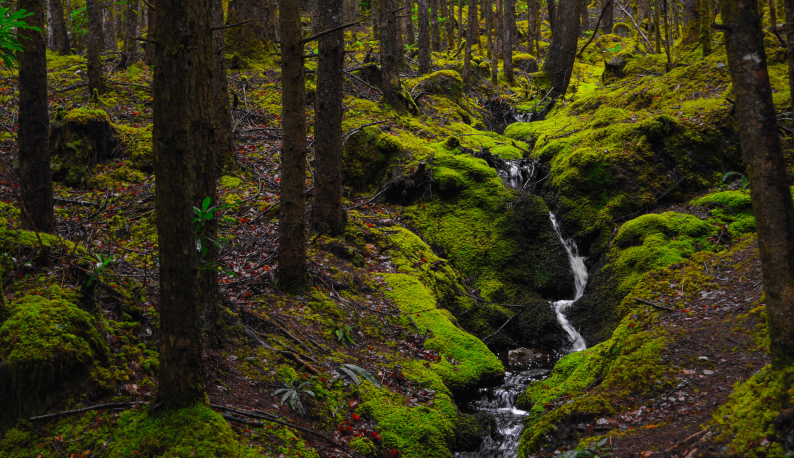 Lush moss-covered forest with a small cascading stream winding through green carpeted rocks and trees, dark trunks, and damp forest floor.