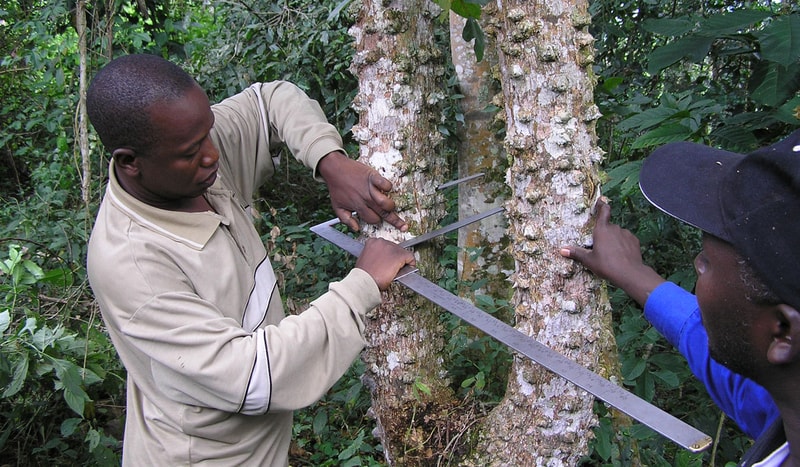 Two people are using large metal calipers to measure a tree trunk in a dense green forest, one wearing a beige jacket and the other a blue shirt and cap.