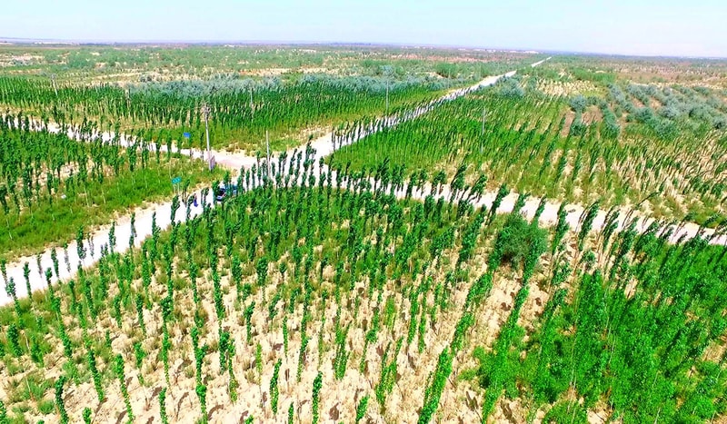 Aerial view of a vast agricultural field with evenly spaced green trees or vines in rows, dusty dirt paths crossing between crops under a clear sky.