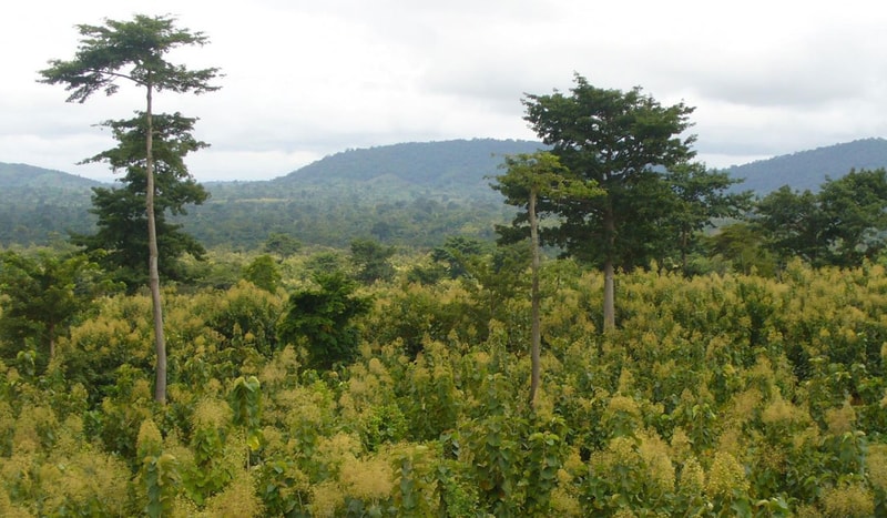 Row of tall trees amid a lush field of yellow-green flowering plants with distant hills under a cloudy sky.