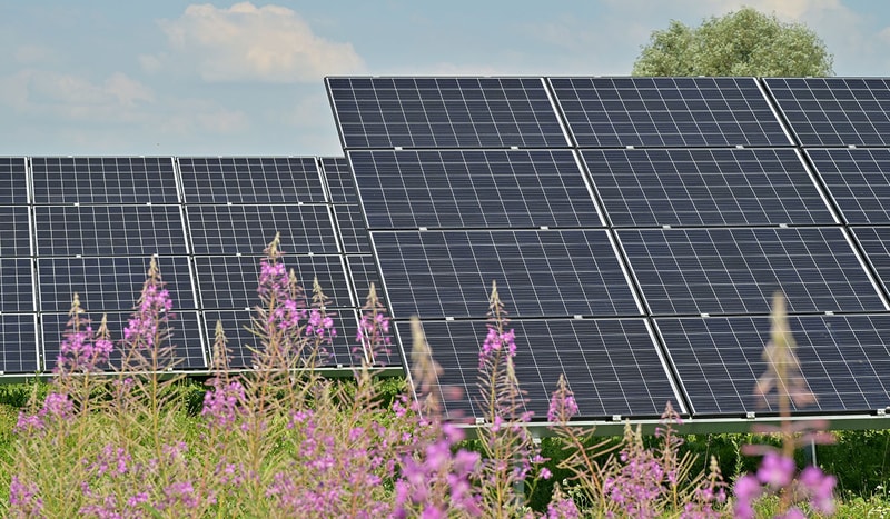 Solar panels arrayed in rows outdoors with pink wildflowers in the foreground and a blue sky with clouds above.