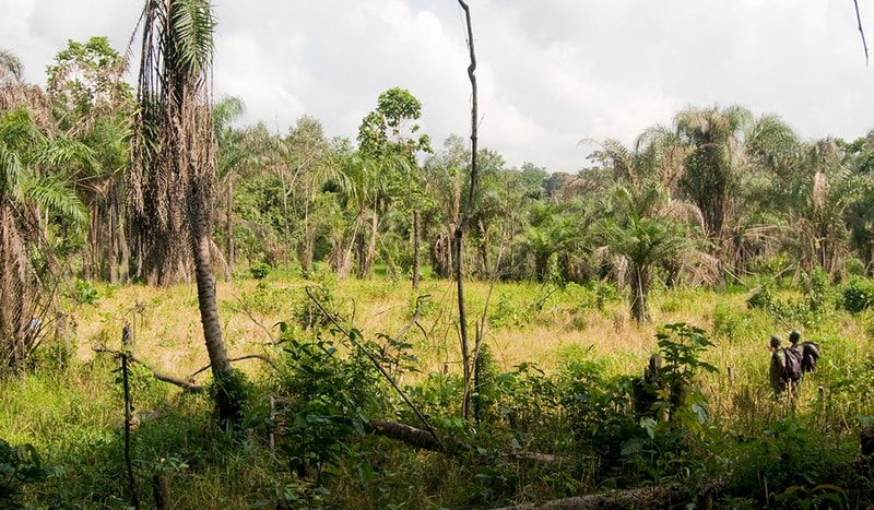 A tropical field with tall palm trees and dense green undergrowth; a few people in the distance on the right walking through the meadow, under a partly cloudy sky.
