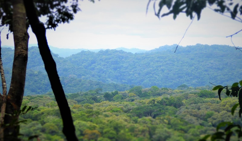 Lush green rainforest hills stretch into the distance, framed by dark tree trunks in the foreground and a bright, slightly cloudy sky above the layered forest.
