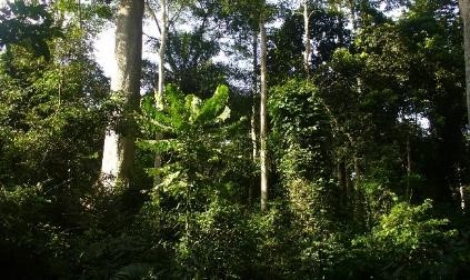 Dense tropical forest with tall trees, abundant green foliage, and dappled sunlight filtering through the canopy.