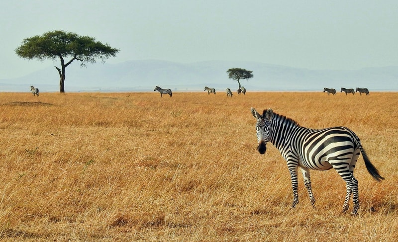 Zebras grazing in a golden savanna with a large foreground zebra, distant trees, and a pale blue sky; several zebras scattered near the horizon and a lone tree.