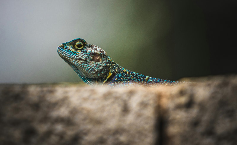 A close-up side view of a lizard with blue, turquoise, and yellow scales perched on a rough brown surface, head raised and focused gaze.