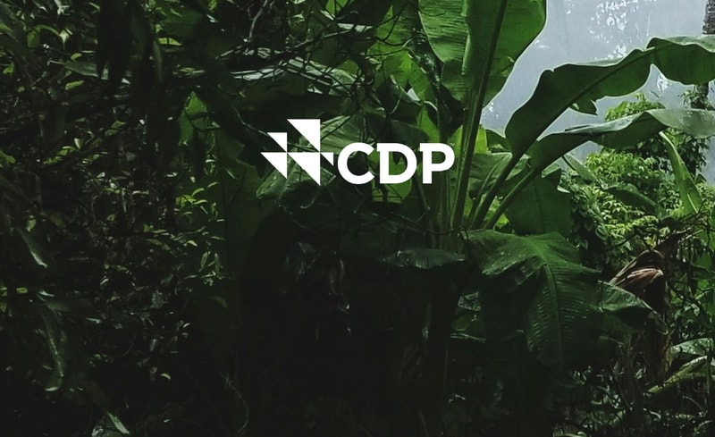 Lush tropical jungle scene with dense green banana leaves and foliage; white CDP logo centered over the greenery.