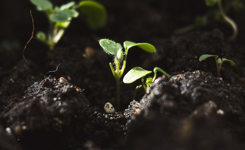 Young seedling sprouts emerge from rich, dark soil, tiny hairy leaves catching light as neighboring seedlings push upward in a close, earthy garden bed.