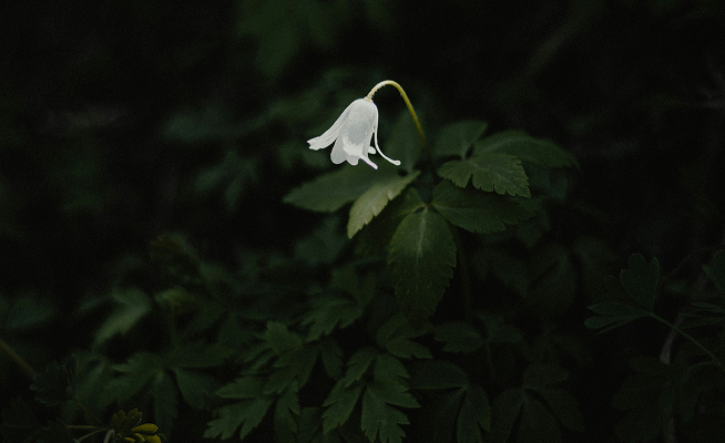 Single delicate white bell-shaped flower drooping from a slender stem over dark green fern-like leaves in a shadowy woodland setting.
