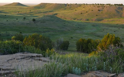Rolling hillside landscape with grassy slopes, scattered shrubs, and distant rounded hills bathed in warm, golden light; rocky foreground and sparse trees.