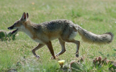 A gray-burred fox-like canid trotting through a sunlit grassy field with a long bushy tail and ears perked, mouth open, and plants in the foreground.