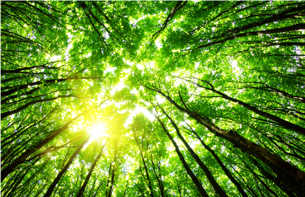 Sunlight streams through a dense green forest canopy, tall slender tree trunks reaching upward as bright leaves create a luminous, dappled glow.