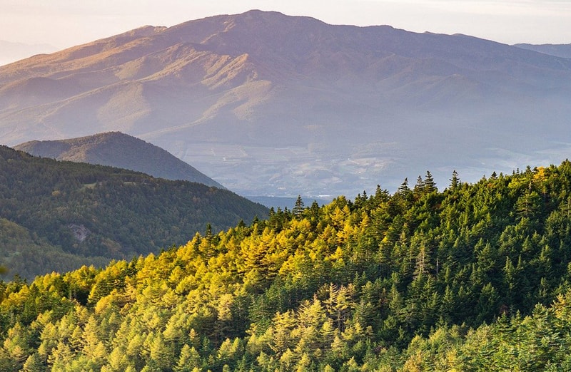 Hills and a dense forest with sunlit yellow-green trees in the foreground, layered ridges, and distant mountains under a pale sky.
