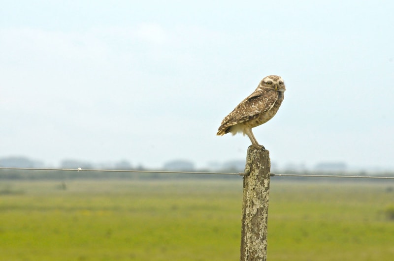A brown and white speckled owl perched on a weathered wooden fence post, one foot raised, overlooking a flat grassy field under a pale blue sky.