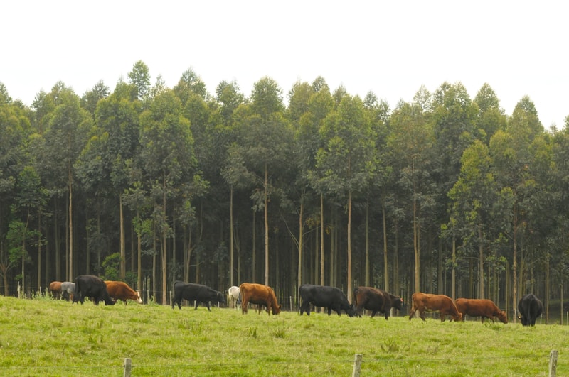Cattle of various colors grazing in a grassy field near a dense line of tall trees under a pale sky.