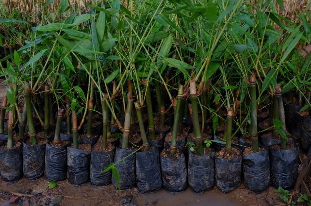 Rows of young bamboo plants in black plastic pots, densely lined along a muddy ground with green shoots and leaves.