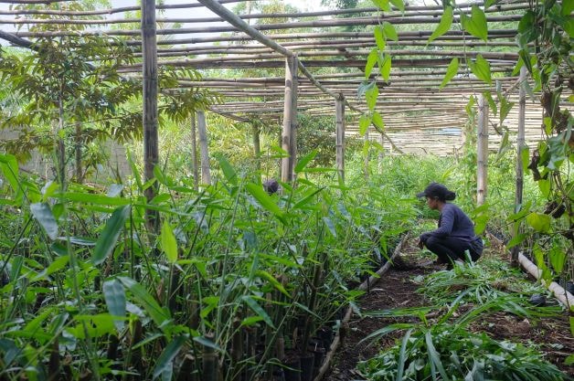 Rows of green leafy plants under a wooden trellis, with a person crouched beside the crops tending or inspecting them in a sunny garden environment.