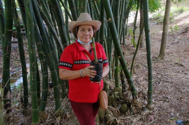 Woman in a red shirt and straw hat stands among tall bamboo stalks, holding a potted plant with a straw and wearing a face mask pulled down.